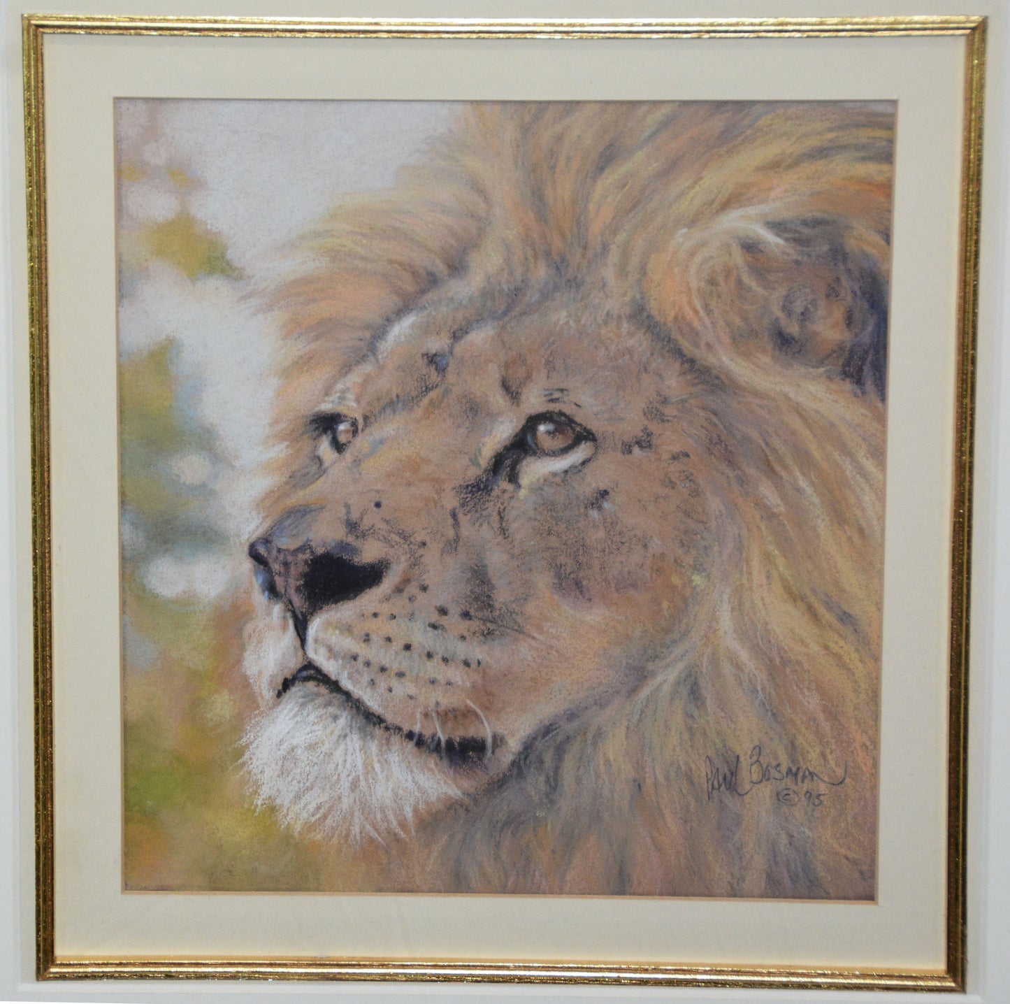 Paul Bosman - Male Lion Pastel, 26x24cm