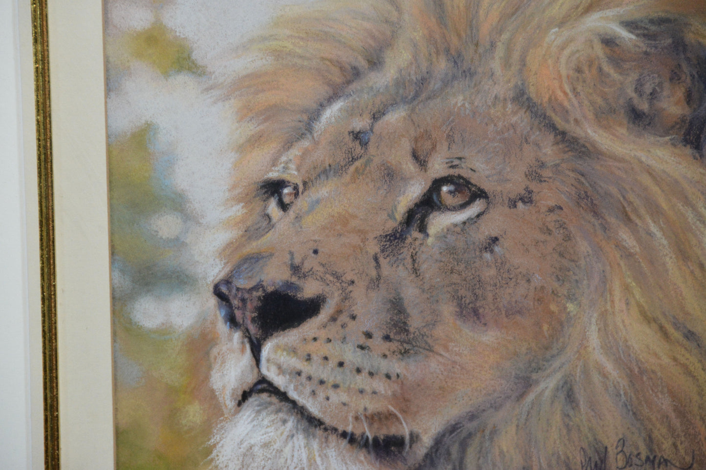 Paul Bosman - Male Lion Pastel, 26x24cm